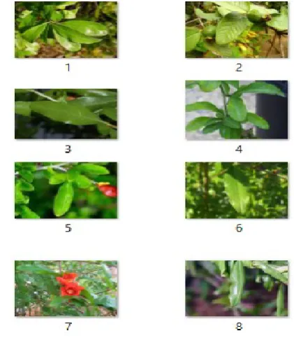 Figure 2. Sample Dataset images 