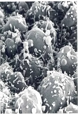 Fig.7(left).Theinnersurfaceof the closedneural tube on day 11. Mostof the microvilliare extremelyshortmeasuring50-100nm with occasionallengthsof 400 nm.Someof the shortmicrovillartips measuredup to 400nmin width.Bar,1 ).lm