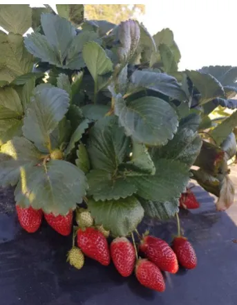 Figure 3.4. Fruit from ‘Albion’ and one of the temperate 14-series selections currently being trialled on-farm and recommended for commercialisation