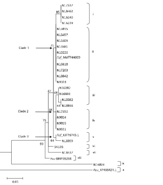Figure 6.4. Phylogenetic tree of EF-1α sequences. Ten clonal lineages are identified by (i to x) and the three clades are indicated by arrows next to the corresponding interior branches