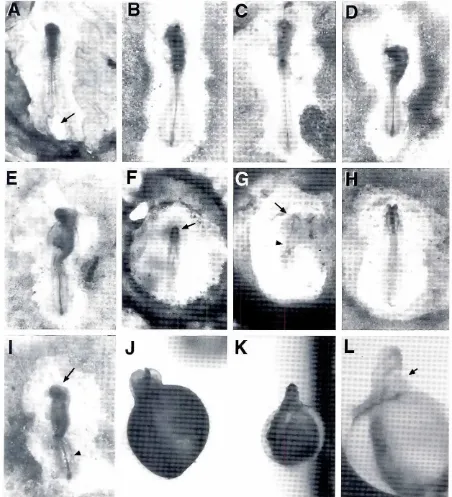 Fig. 8. Embryoscultured8' be, respectively,well developedtheby differentmethodsfromstage4