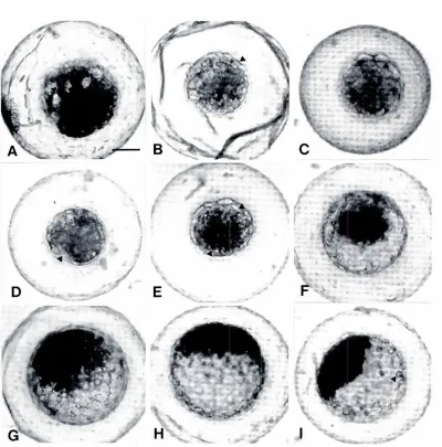 Fig. 7. The morphologyof normalin vitro of the greyopossumfromthe