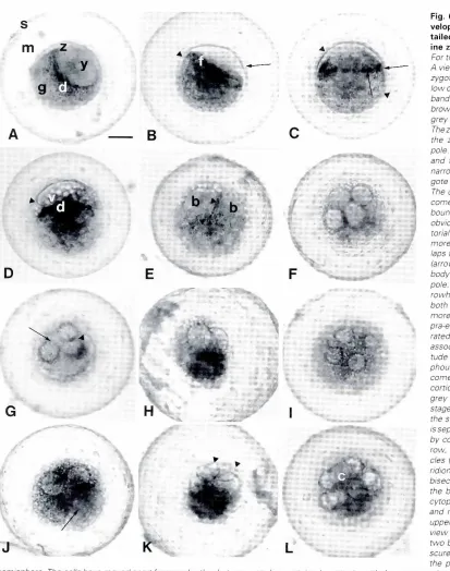 Fig. 6. Morphologyvelopmentin vitro of the grey short-