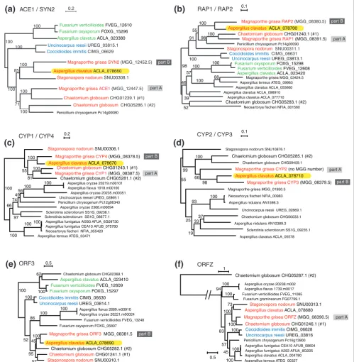 Figure 2ACE1 cluster whose closest relatives are genes from part B of the from amino acid sequences as described in Methods using PHYML after alignment with ClustalW and Gblocks filtering