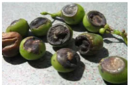 Figure 1. Black rots disease in Grapes 