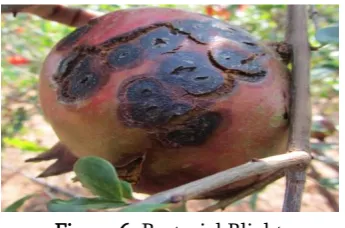 Figure 7. Aspergillus Fruit Rot 