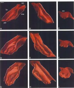 Fig. 9C with Fig. 8C; Fig 11G with Fig.manyon the medial side of the developing