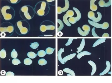 Fig. 1. Separationof the trunkand tailregions oftailbudembryos of the ascidianHalocynthiaroretzi.(AI Embryos ar rhemld-tai/bud srage within the chorion and r8)rhosedeprivedof thechorion.A gentlepipertingof the nakedembryossepararedrhem into rwo pieces,(C) 