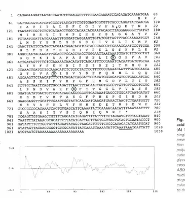 Fig. 3. The nucleotideacid sequencesammo aCidspolyadenylatlonAB005753andpredictedaminoof a cDNA clone for HrPost-7.tAl The cON A clone consistsof 1,050 bp, with asingleORF that encodesa polypeptideof 238The asteriskindicatesthe termma-tion codon.The potent