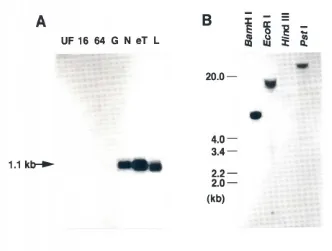 Fig. 4. NorthernandSouthernblotanalysesofHrPost-1.(AIOccurrenceofHrPost-ltranscflptdUflng embryogenesisof H