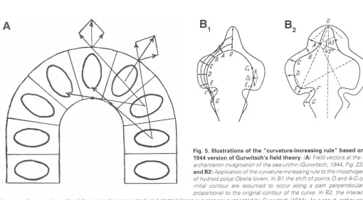 Fig. 5. Illustrations1944 version of Gurwitsch's field theory.