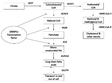 Figure 4.1. Schematic representation of lipogenesis and cholesterol synthesis pathways