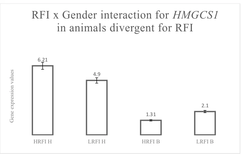 Figure 4.2.  RFI x Gender interaction for HMGCoAS in animals divergent for RFI. HRFI 