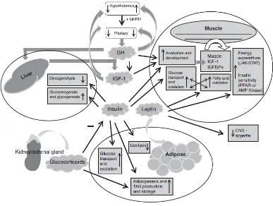Figure 1.3. A brief overview of the pathways and processes that link metabolism of muscle, 