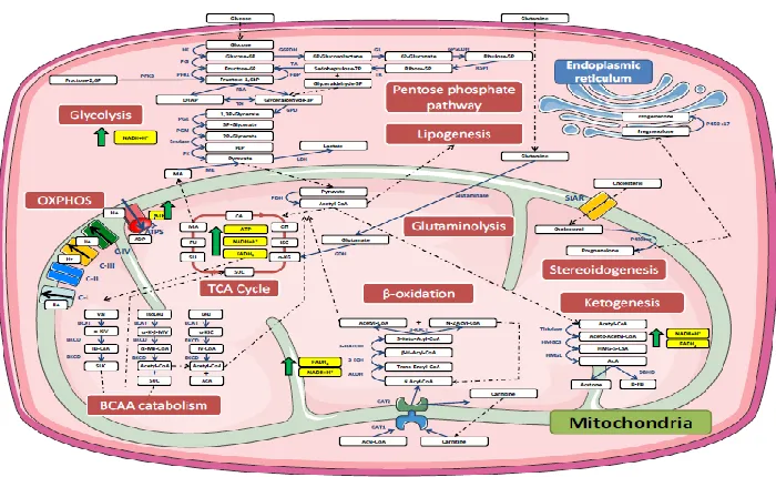 Figure 1.5. Illustration of the connected network of mitochondrial metabolic pathways