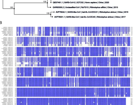 Figure 1 Comparisons of amino acid sequences of nine spike proteins from SARS-CoV-2, 