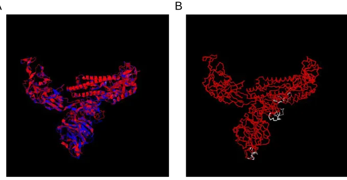 Figure 4 3D superposition of the spike proteins between SARS-CoV-2 (YP_009724390.1) from which the PRRA sequence was removed and QHR63300.2 (Unclassified CoV, RaTG13)