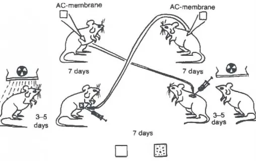 Fig. 5. Schemeof experimentwithcross-transferof CAM'switha cellunderlayerformedin subcutaneousconnectivetissueintoperitonealcavityof miceandvice versa.