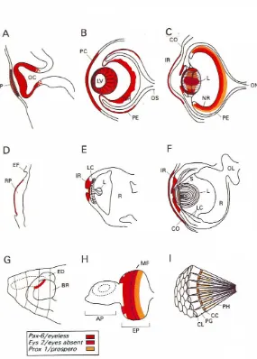 Fig. 1. Generalizedschematicdiagramsof eye developmentin vertebrates(A-CJ,cephalopods(D-FIand Drosophila (G-!).(A,Dand G) Show diagrams of eyes at earlydevelopmentalstages.while (C,F and I) representeyes of Juvenile organisms.Expres-sion patterns of Pax-6/