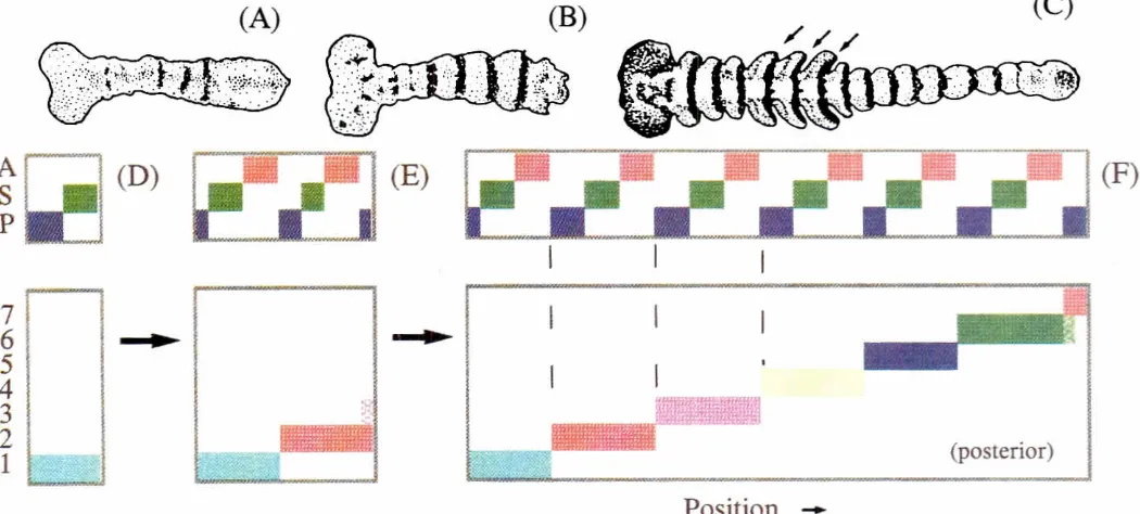 Fig. 5. Formation -polarity results.of a periodicandsequentialpatternin registerby marginalgrowth.(A-C) StagesIn the developmentof a grasshopperembryo