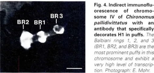 Fig. 4. Indirectimmunoflu-pallidivittatusdecoratesorescenceofchromo-someIV ofChironomuswithanantibodythatspecificallyH1 in puffs