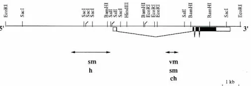 Fig. 4 Structureandgene is interruptedby upstreamregulatoryunitsof the{33 tubulingene.Theby one large and two small introns