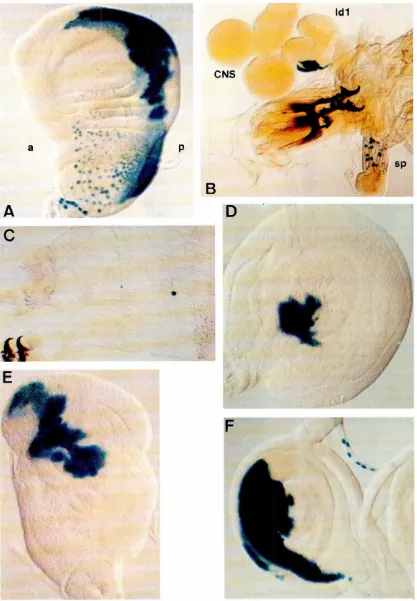 Fig. 5. Clones that overlap betweenimaginaldiscsand larvalstructures.(A) A wing disc clone extendingto the peripodia! membrane.a, ante-rior;p, posterior.181 Clonal overlapbetweenthe "nteriorsp!!ac!e(sp) of the f!!stthoracicsegmentand the firstleg imagma!disclid)).CNS.centralnervous system.IC.E) A clone overlapPing one cell in the third thoracic segmentof the larva(C) and the third leg disc (D) and the haltere disc (E)IF) Overlappingclone betweena first leg imaginal disc and the nerve connecting the disc with the ventralganglion.