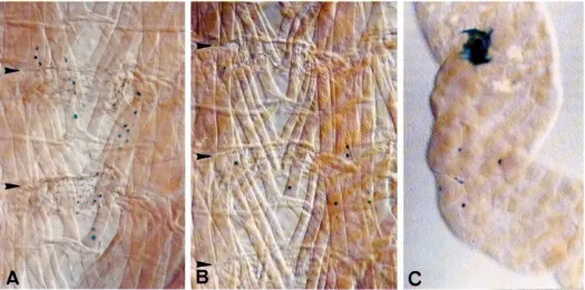Fig. 10. Clones in the larval somaticmusculaturedermand of four muscles(A,BIand thelarvalmidgut(C) afterhomotopictransplantationof singlecellsat blasto-stage.In the abdomen, muscle clones very frequently overlap neighbouring segments and left and right sid