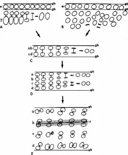 Fig. 1. Schematicsummaryruns transverselyectodermdants of each ectodermproducts.age up to the fifth cells from the midline,individual mitosesnot shown(shaded area) markedthe genealogical(C,D),the differentialposteriorgerm band of amphipods, After formation