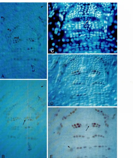 Fig. 4. Regulationof earlyanterior descendant row a maintains en expression, descendant row b loses it (especiallyen expressionin thegermbandof Neomys;s.(A-B) Earlierstage (7 cell rows have been formed by ectotefoblasts).IC-E) Slightly later stage (9 cell 