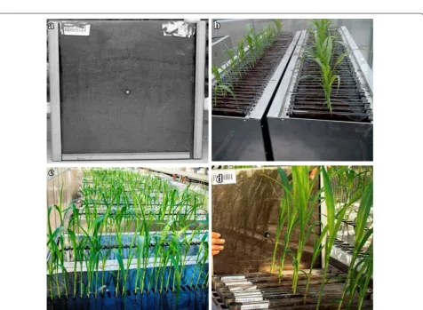Fig. 1 Close up of a roots growing into surface layers of the germination paper and b growing vertically on a capillary mat