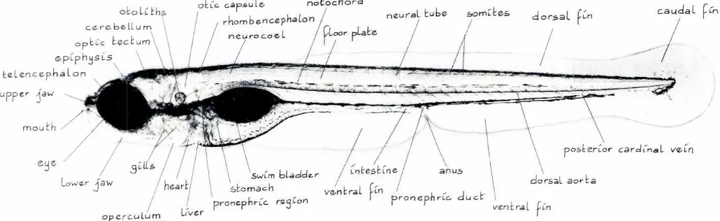 Fig. 1. 5-day-oldzebrafishembryo.Tissuesand organsthat are visibleundera simpledissectingmicroscopeare indicated.