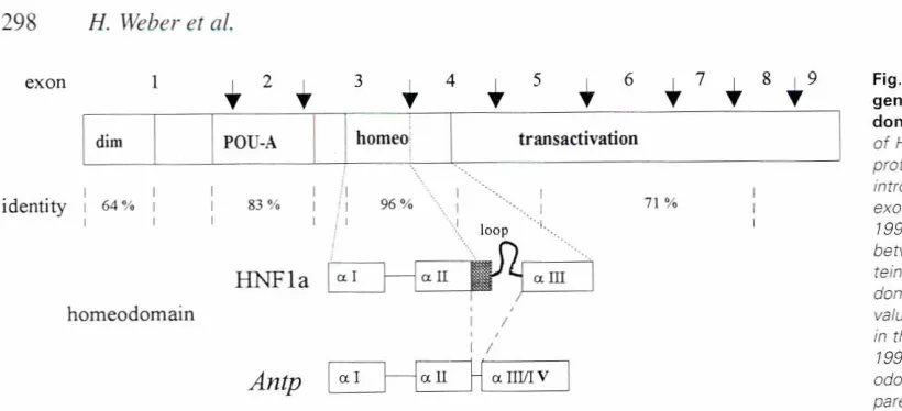 Fig. 2. The interaction of HNF1a with the HPIelement.The tetramerconsisting of HNF1a and DCoH dimer is shown as bound to the regula-tory erementHP 1 upstreamof the TATA-box and the transcriprion starrsite (arrow)