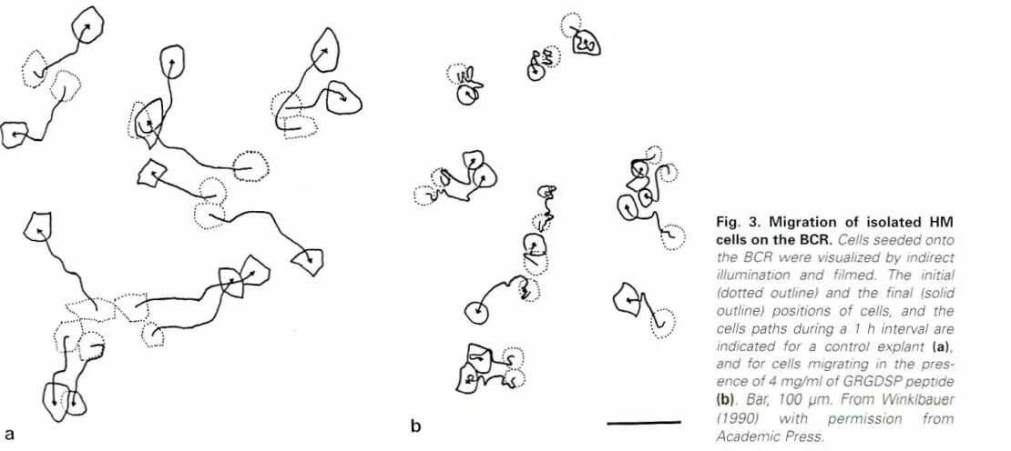 Fig. 3. Migrationcells on the SCR.