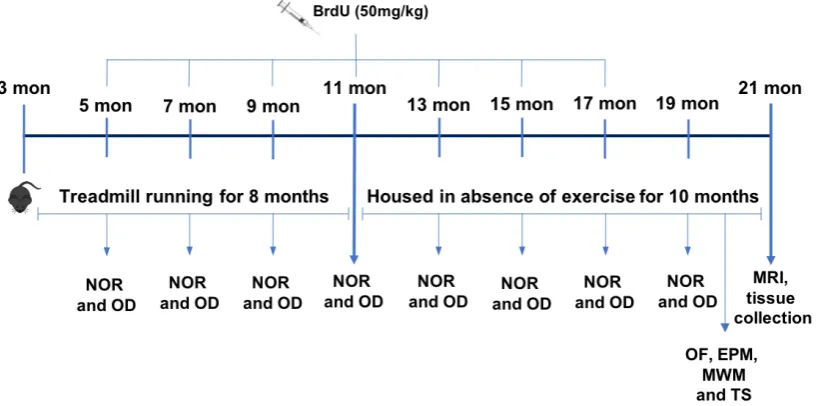 Figure 3.1 - Experimental timeline 
