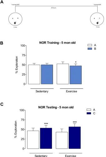 Figure 3.5 - Performance in NOR task after 2 months of exercise 