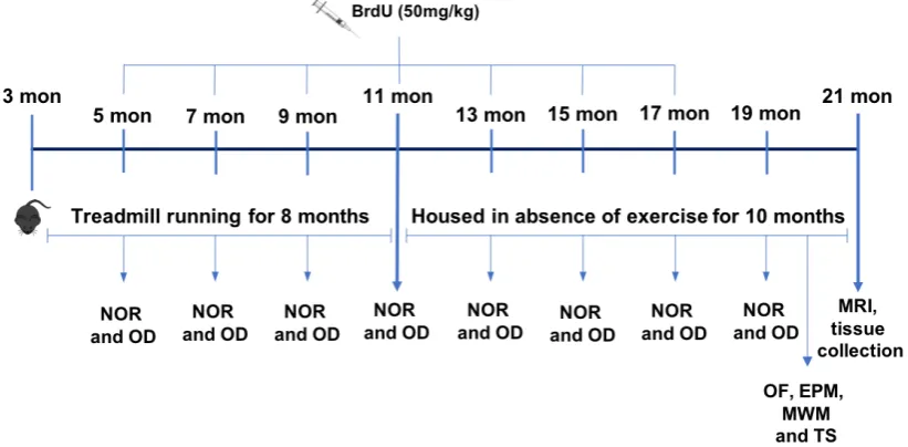 Figure 2.1 - Timeline experimental design I 