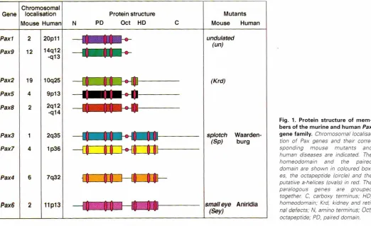 Fig. 1. Proteinbers of the murine