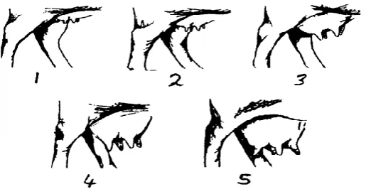 Figure 1.  Udder size scoring system (Bunter et al., 2013) 