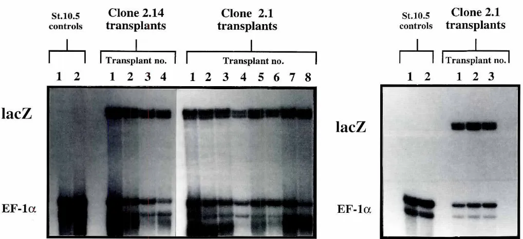 Fig. 3. Transmissionof the lacZ transgenefrom single transplantednuclei to nuclear transplants.A PCR-detection assay was performed onDNA extractedfromsinglenucleartransplantembryos.The PCR productswerelabeledwirh1 ).lCi la-32PldATPto enhancethesensiriviryo