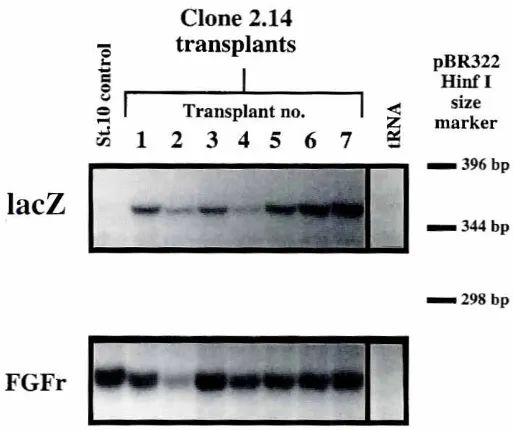 Fig. 4. Expressionof a JacZ transgenein nucleartransplants.AnRNase protection assay was performedon gasrrulastage nuclear trans-plants derivedfrom the laeZ expressing cell line 2.14