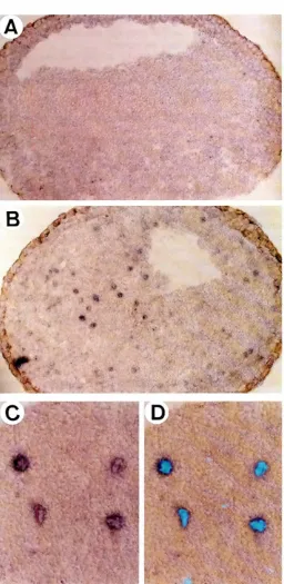 Fig. 5. In situ hybridizationof nucleartransplantembryosfor lacZexpression.In situ hybridizationwas performedon sectionsof controlembryos (AJ and nuclear transplants derived from cell/;ne 2.14 IBI byusing a digoxygenin-fabeled anti-sense {aeZprobe