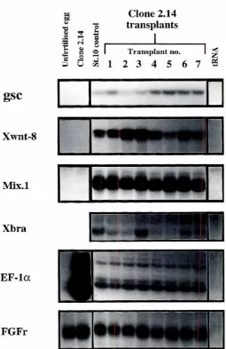 Fig. 6. . Reprogramming of geneexpressionin nucleartransplants.RNase protectionassayswere performedon the samebatch of RNAsamplespreparedfrom nuclear transplants as in fig 4