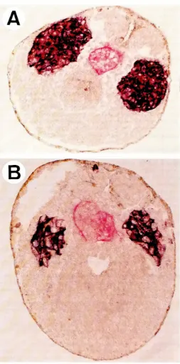 Fig. 8. Immunostainingfromof sectionsof equatorialexplantsderivednucleartransplants.The equatorial regions of an early gastrulacontrolembryo(AI or of a nucleartransplantembryoderivedfromcellIme 2