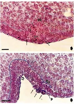 Fig. 1. The diastemalphagocytesdentalanlagein frontalparaffinsectionofheadof E13.5mouseembryo,wt.c.126-150 mg (A,C) and wt.C