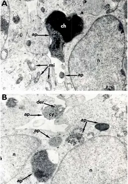 Fig. 2. Electron microscopic views (A.B!primordiumof the epithelialcells of D3at E13.5 Iwt.c.126-150mg).ap, apoptotlc body; ch, con-densedchromatin;cy,condensedcytoplasm;der.dllaredendoplasmicreticulum; mi, partly destroyedmitochondria;n, nucleusof living cel/.Magnificationx5650.