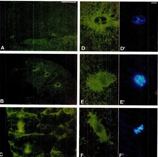 Fig. 4. Immunolocalizationof HSP70-relatedand meraphaseizedproteinson Pfeurodelesembryosectionsshowingcleavagestages.(A) 2-cell embryosshowingthe cytoplasmicana perinuclearlocationof HSP70.(B) The S8melocarionis observedin anima!blastomeres.(C) Detailof a 