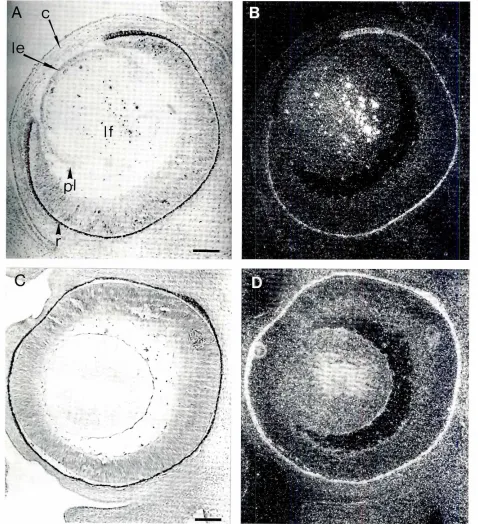 Fig. 5. Expressionofproliferating Garp in the eye of a 14.5 dpc embryo.!A,C) Bright-field and (B,D) dark-field viewsof sagittal sectionsthrough the eye.Hybridizationsto theGarp probeshowa strongexpressionin the lensfibresIA,B); controlhybndizationwithirrelevantprobeis shownin (C,D); a longerexposureshowsa high homogenousbackgroundwithno specificlabeling.The pigmentedlayer of the retina(r) exhibitstheusualfalsepositivesignal.pI,area of lens; If, lens fibres; Ie, lens epithet/urn;c, cornea.Bar,100!Jm.