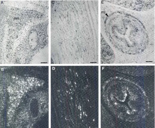 Fig. 7. Expressionof Garp in developingskeletaland smoothmuscles.(A,e,E) 8right~field and (B,D,F) dark-fieldphorographsof the same sagittalsectionsfrom a 14.5 dpc (81 and a 16.5 dpc ID,FI embryohybridizedto the Garp probe