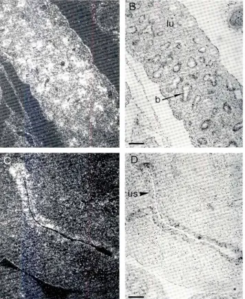 Fig. 8. Presenceof Garp RNA in variousdevelopingorgans.IA.C) Dark-field and (B,D) bright-fieldviews of sagittalsections through a 14_5dpc embryo